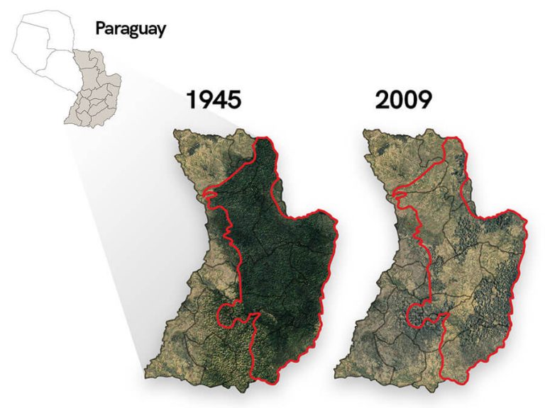 Deforestation of the native forest in Paraguay